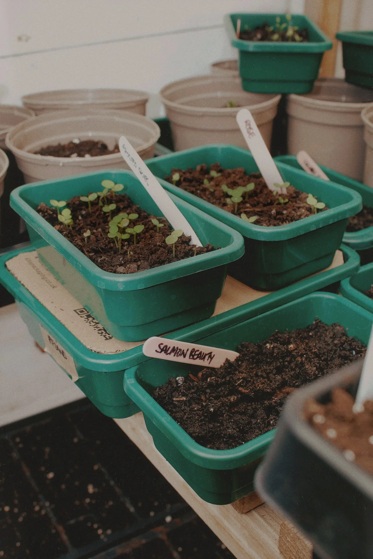 From the Worktable: Waiting on Larkspur