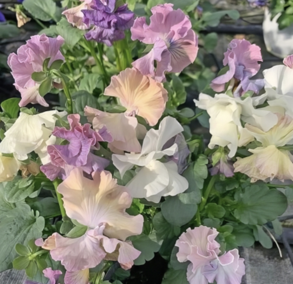 Screenshot 2026-04-03 at 08.46.43.png