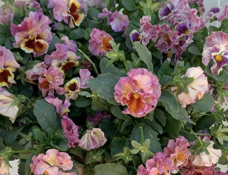 Screenshot 2026-04-03 at 08.50.27.png