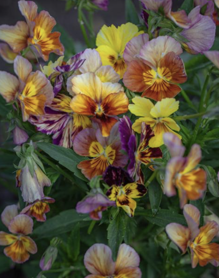 Screenshot 2026-04-03 at 08.51.04.png