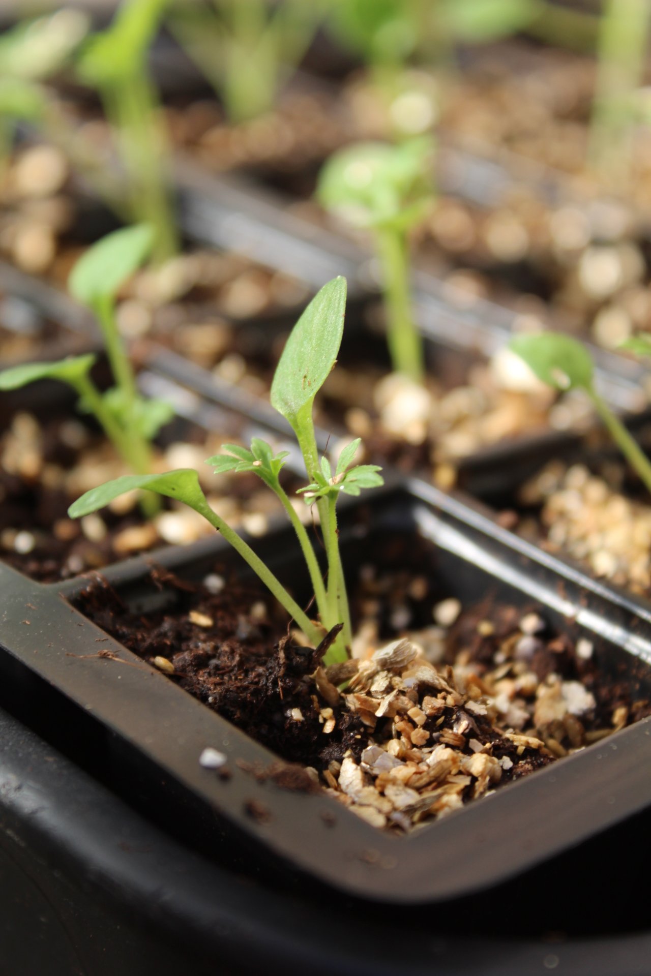 Larkspur-Seedlings-Growing-In-Seed-Tray.jpeg