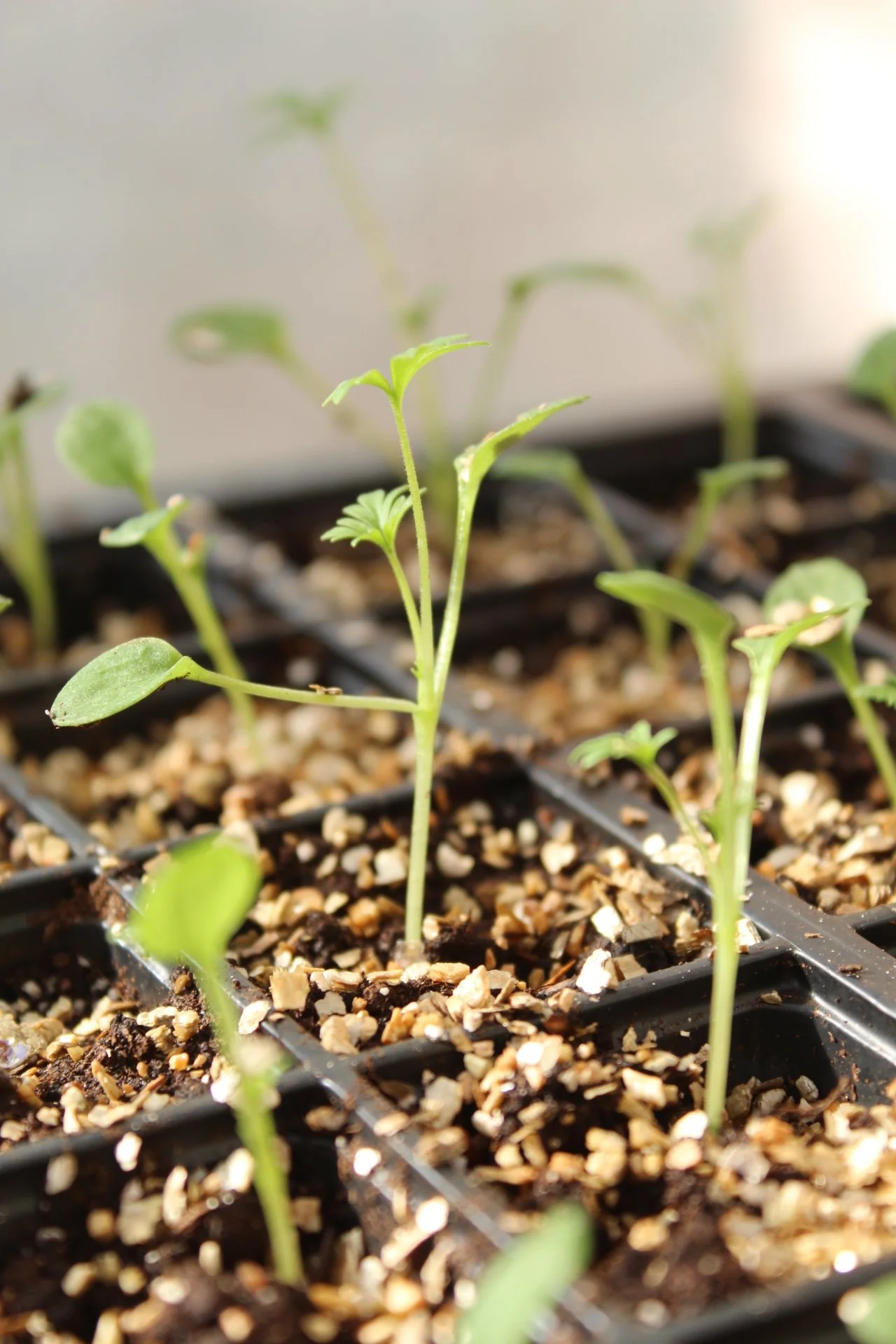Larkspur-Seedlings-Growing-In-Seed-Tray.jpeg