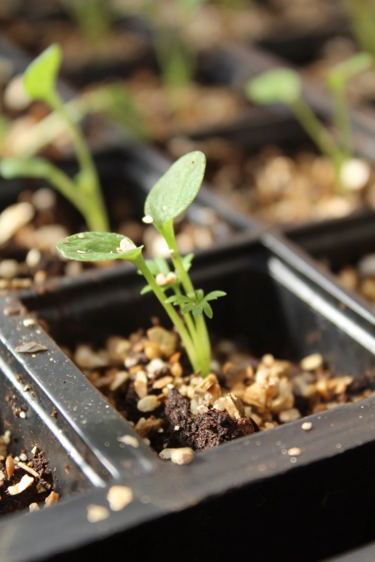 Larkspur-Seedlings-Growing-In-Seed-Tray.jpeg