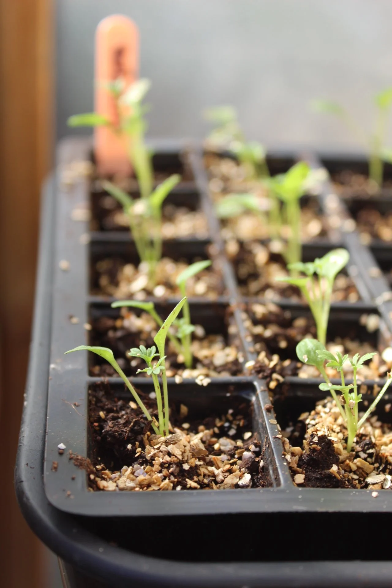From the Worktable: Larkspur