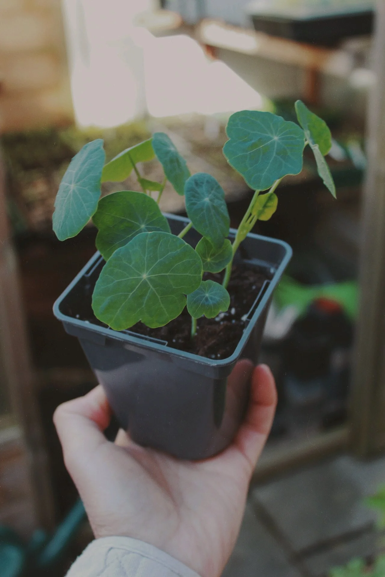 From the Worktable: What I’m Sowing