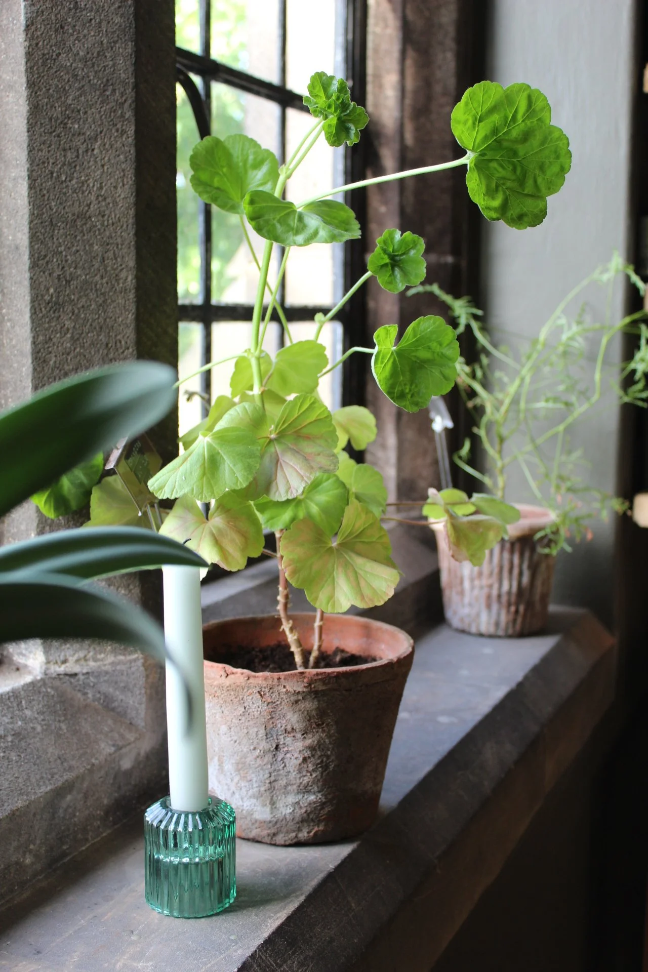 Geranium-Plants-in-Terracotta-Pots-by-Window.jpeg