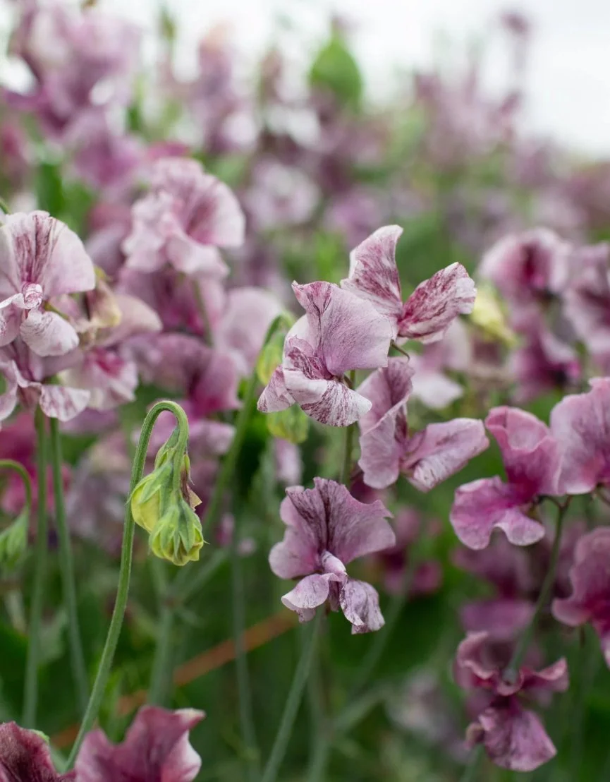 Sweet Pea Suzy Z flowers showing cream petals marked with rich burgundy-purple colouring, photographed among green foliage, The Wild Potager Co.