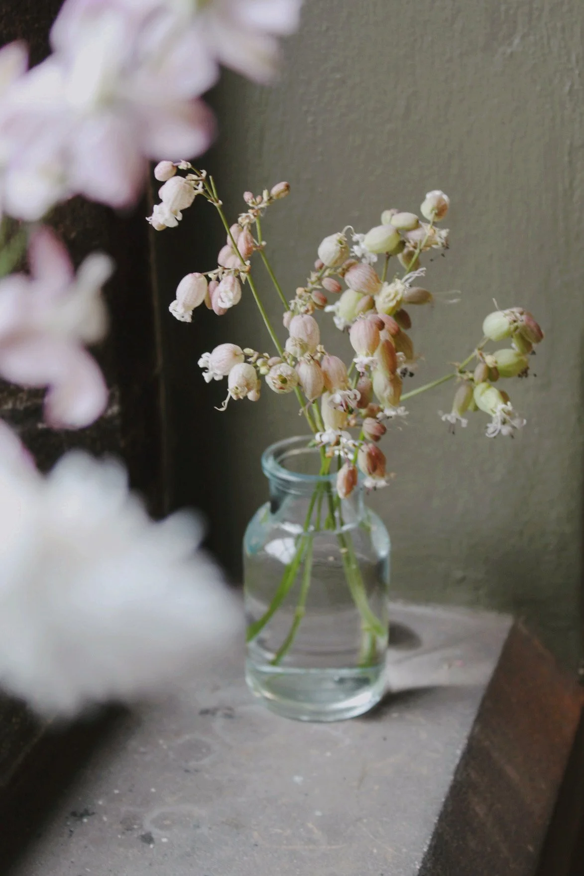 Silene from The Potager arranged as delicate cut flowers, showing blush flowers and fine branching stems. The Wild Potager Co.