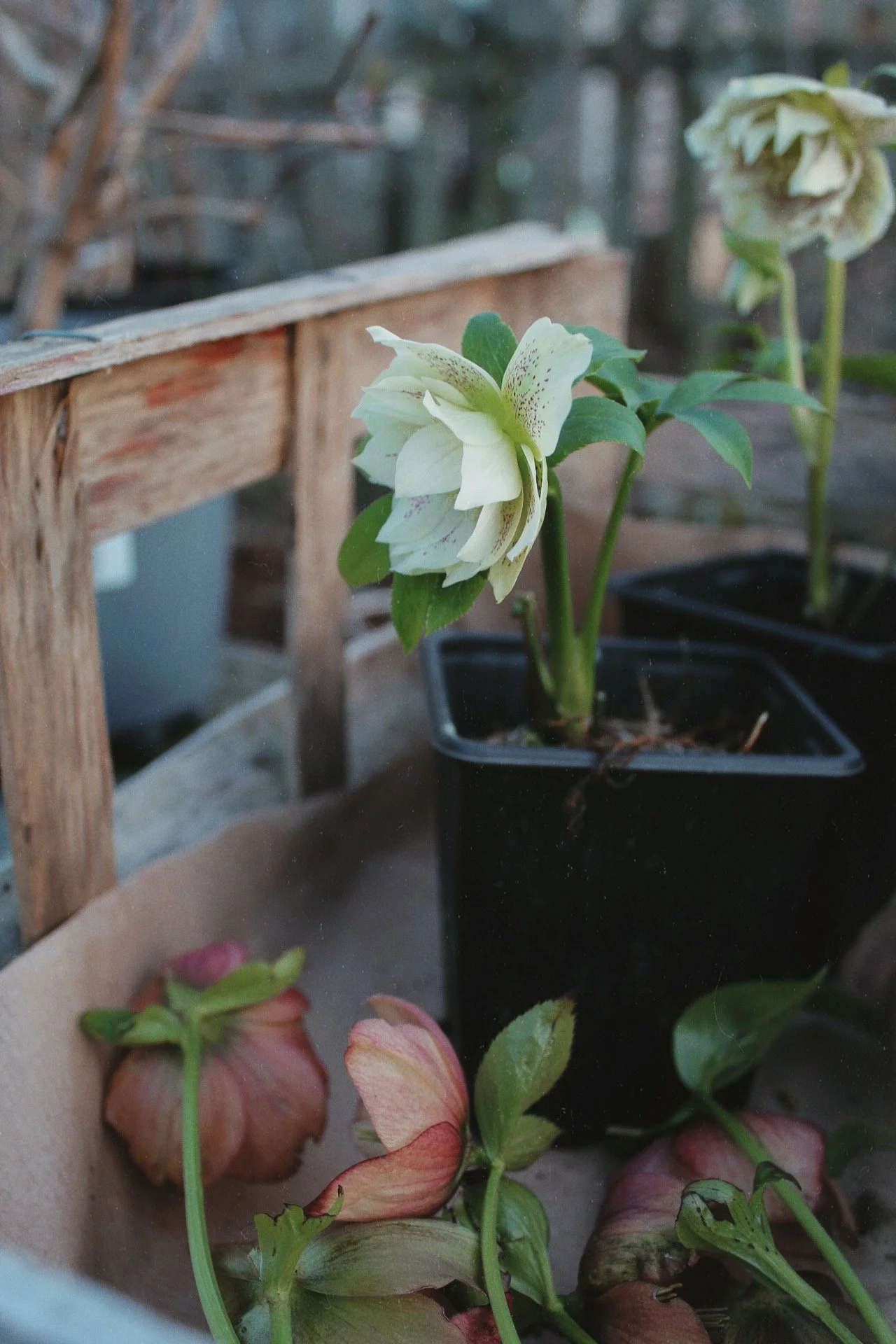 White hellebore flowering in a pot with pink hellebore flowers beneath it.