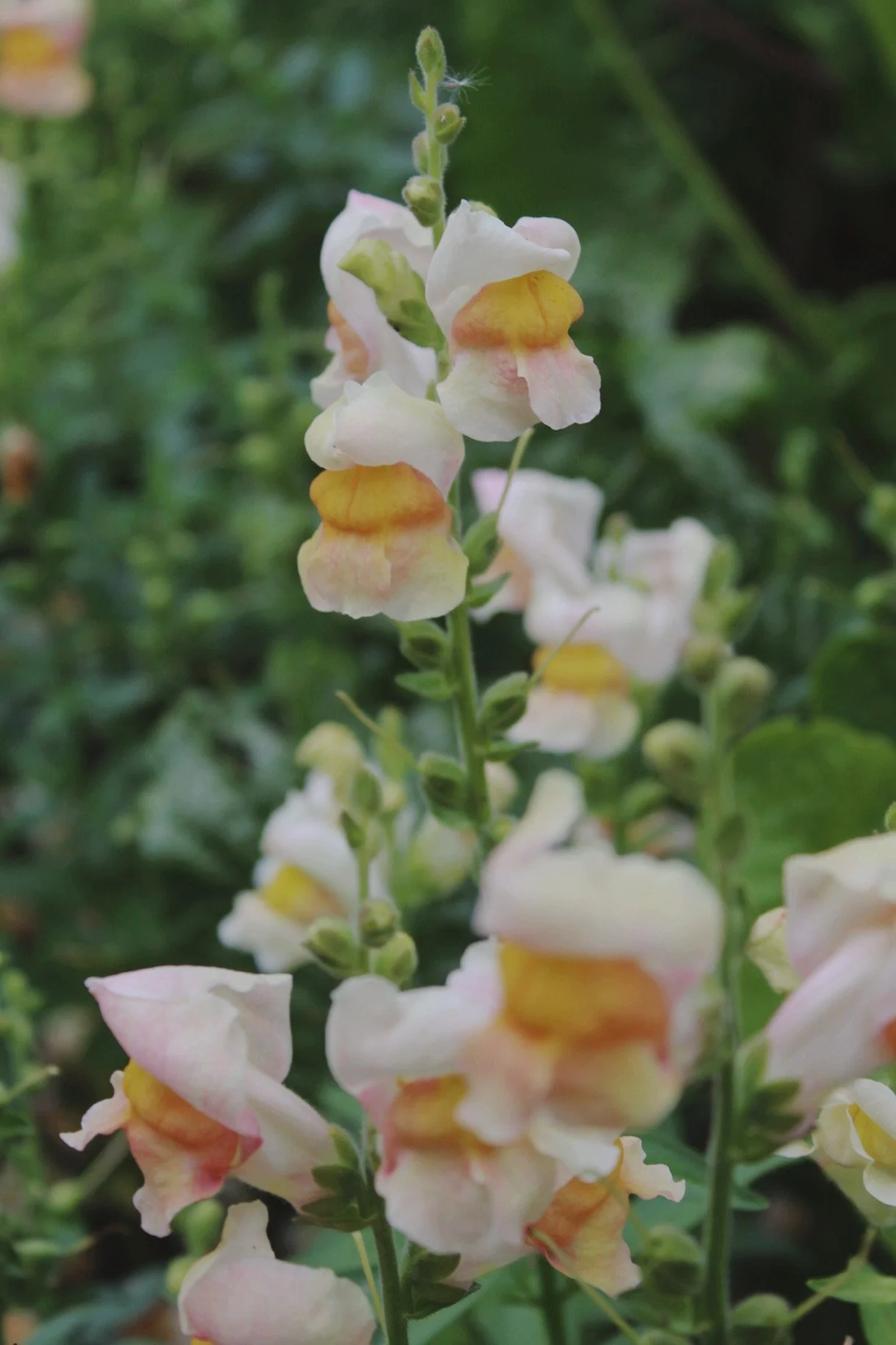 snapdragon-costa-silver-cream-pink-butter-peach-flowers-the-wild-potager-co.jpeg