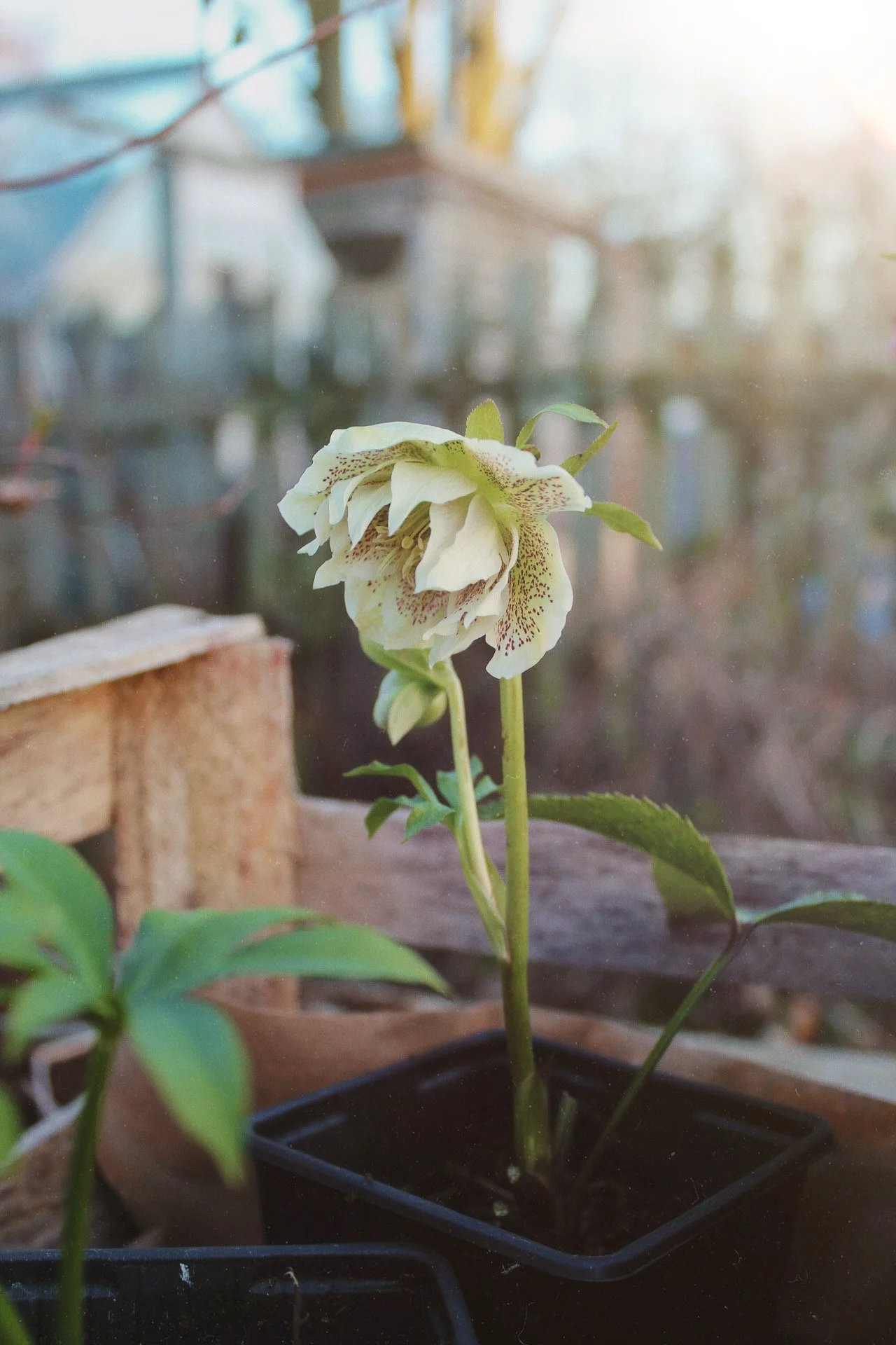 White hellebore flowering in a pot beside the garden fence.