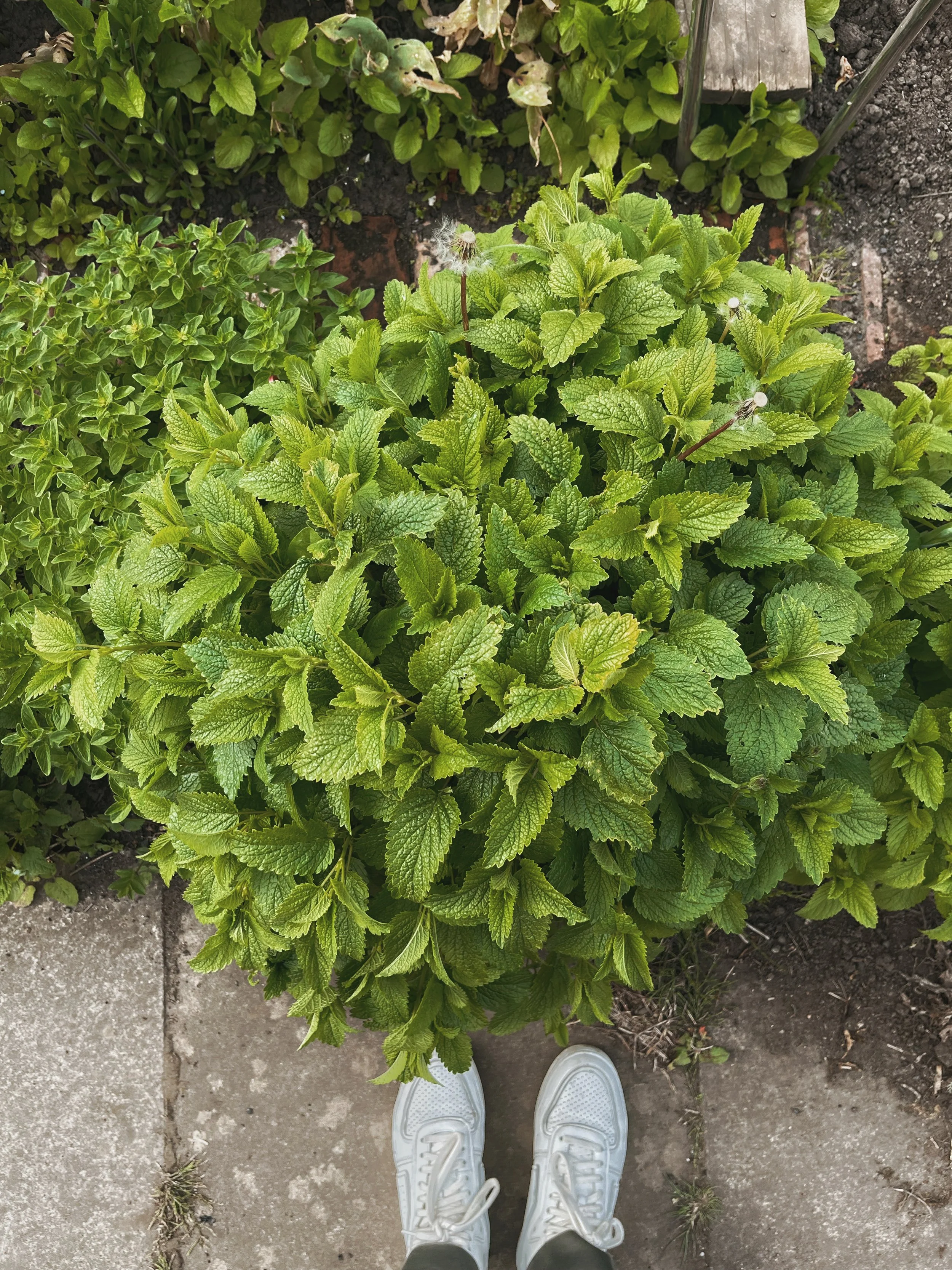 Lemon Balm