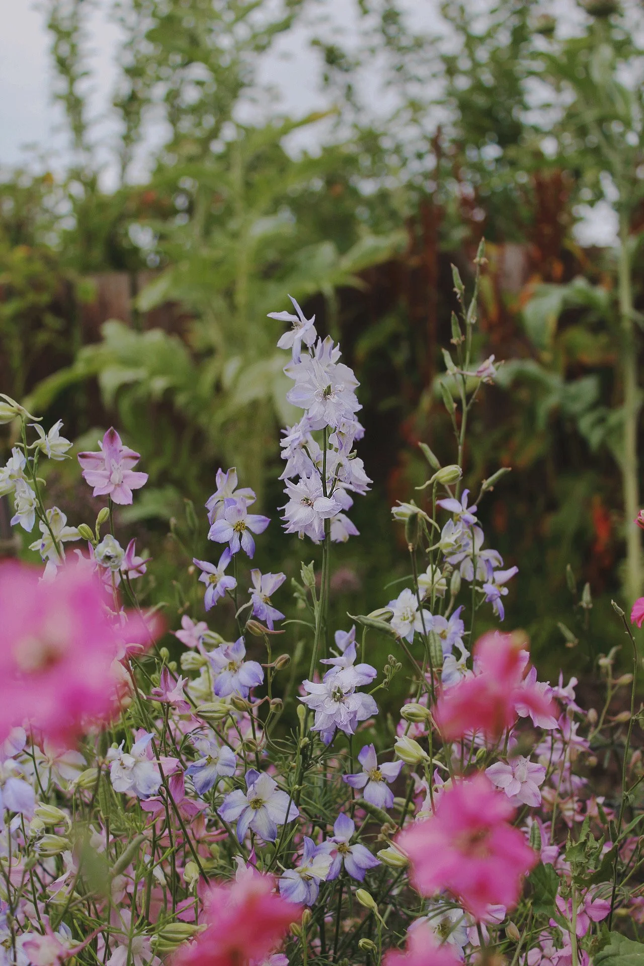 Larkspur Frosted Skies garden flowers showing soft lavender-blue and white blooms on tall branching stems. The Wild Potager Co.