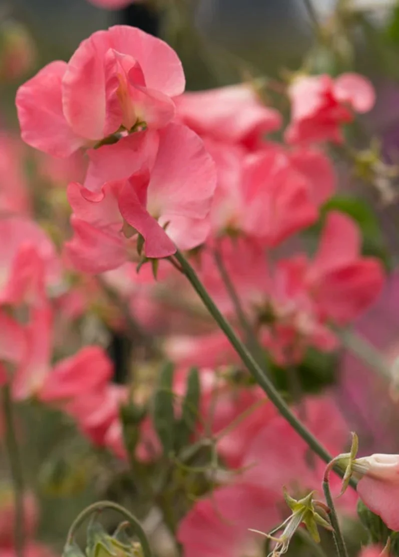 Sweet Pea Valerie Harrod flowers in vibrant coral pink with softly fading white centres and ruffled petals, The Wild Potager Co.