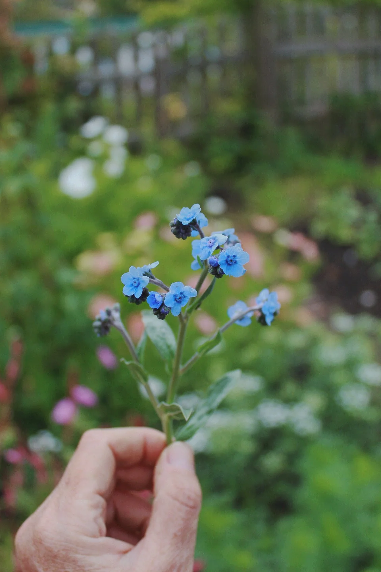 Sky blue Cynoglossum Firmament flowers held among green foliage in the garden.