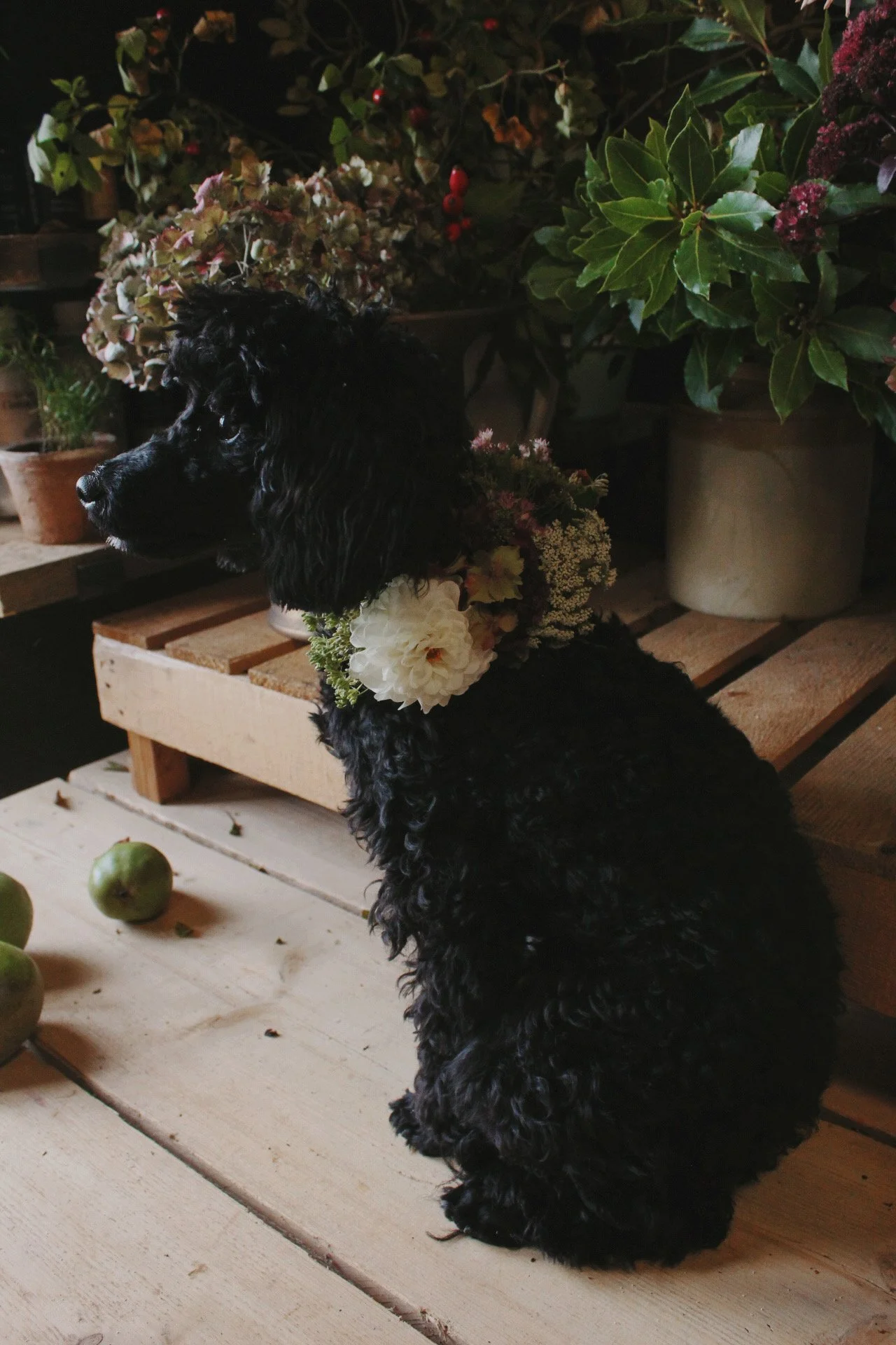 A black curly-haired dog wearing a wedding floral collar with white, pink, and yellow flowers, sitting on a wooden surface near potted plants and apples, with dark foliage background.