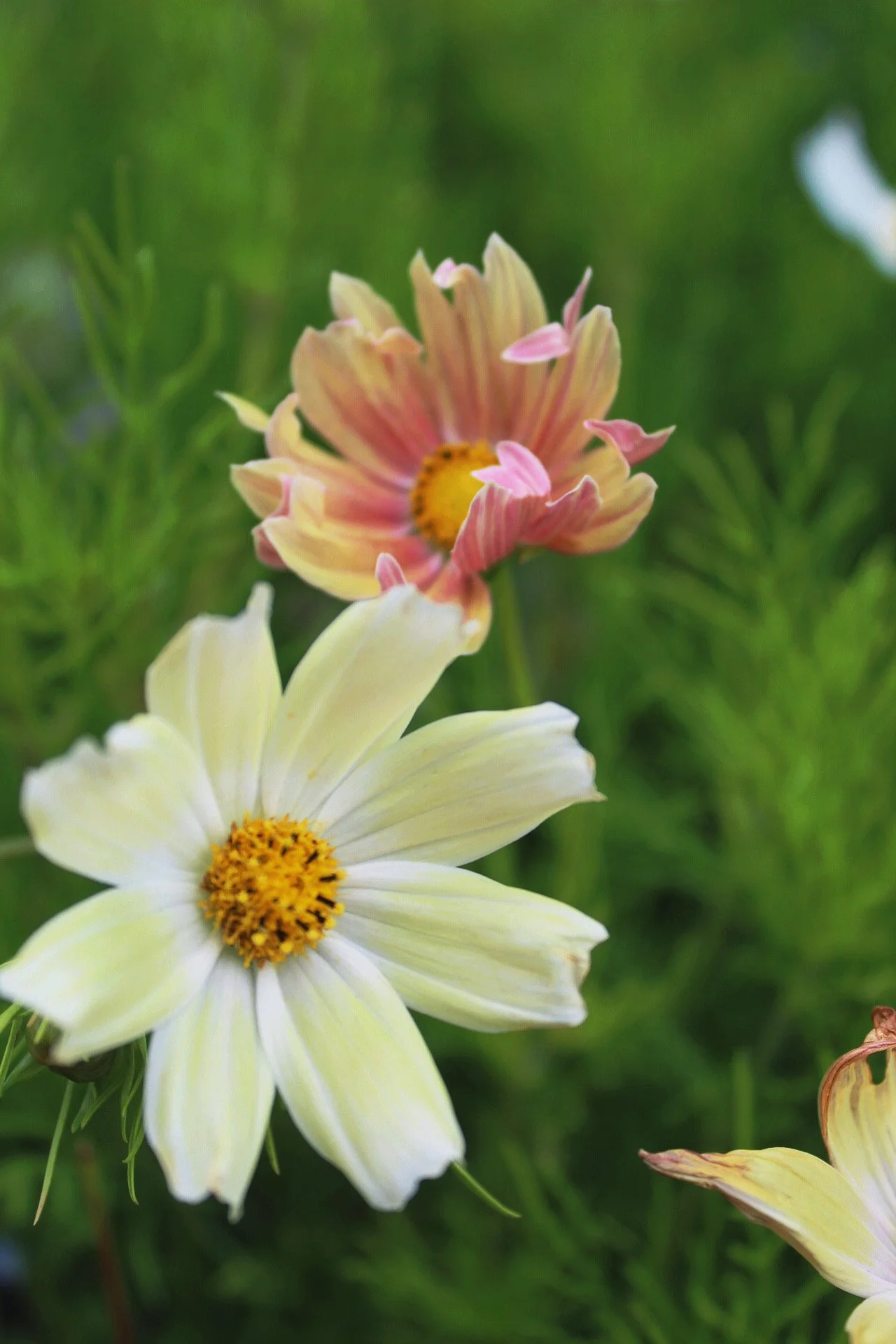 cosmos-xanthos-apricot-pink-white-flowers-the-wild-potager-co.jpeg
