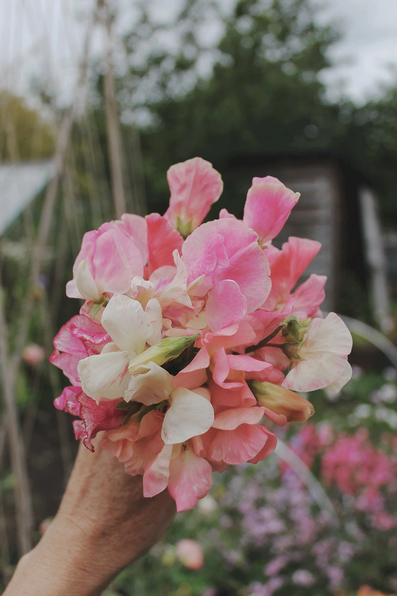 sweet-peas-by-the-potager-the-wild-potager-co.jpeg