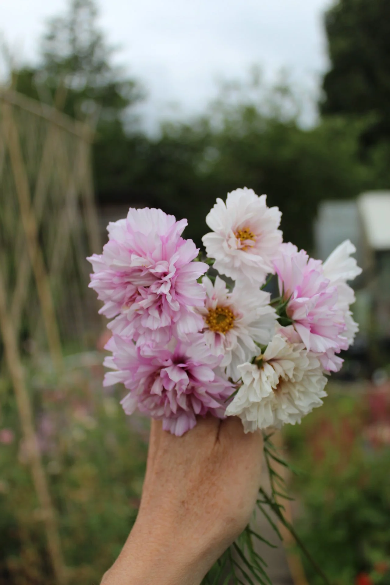 Cosmos Double Click Bicolour Rose grown in the Wild Potager
