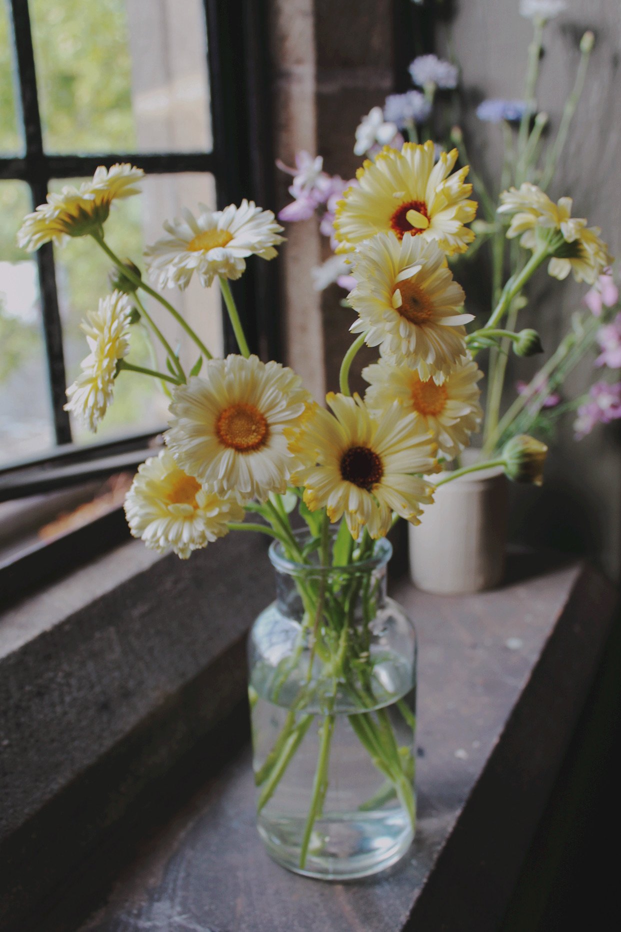 Calendula Snow Princess, a creamy white calendula with soft yellow and mahogany centres, grown and photographed at The Wild Potager Co.