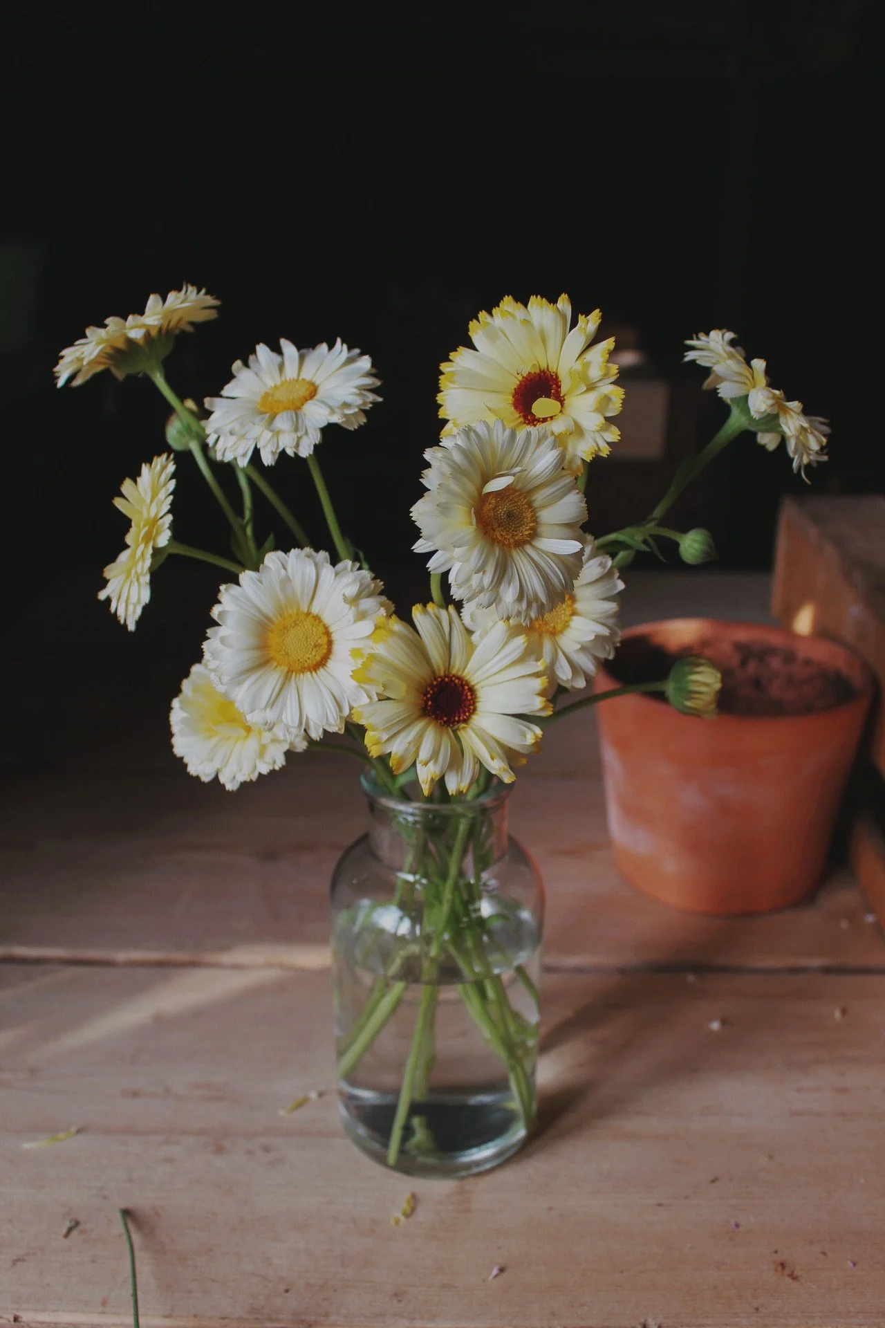 Calendula Snow Princess, a creamy white calendula with soft yellow and mahogany centres, grown and photographed at The Wild Potager Co.