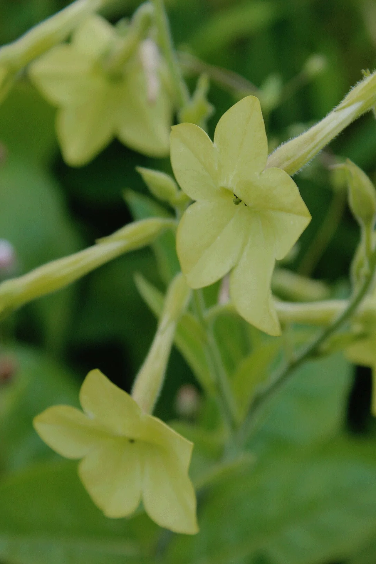 Nicotiana Lime Green flowering in the Potager at The Wild Potager Co., with tall stems carrying delicate, pale lime-green blooms amongst the summer planting.