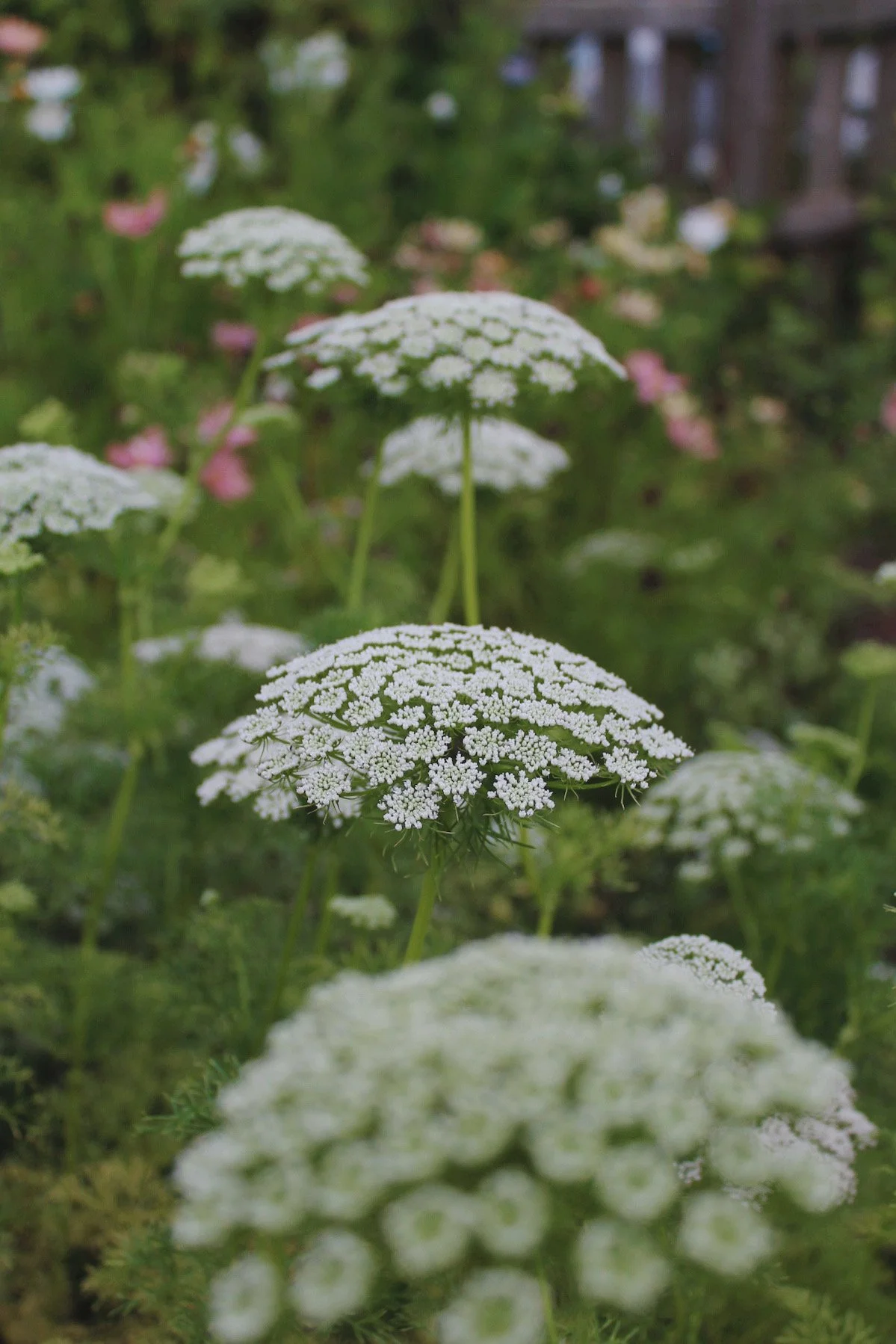 White Ammi Visnaga flowers flowering in the potager.