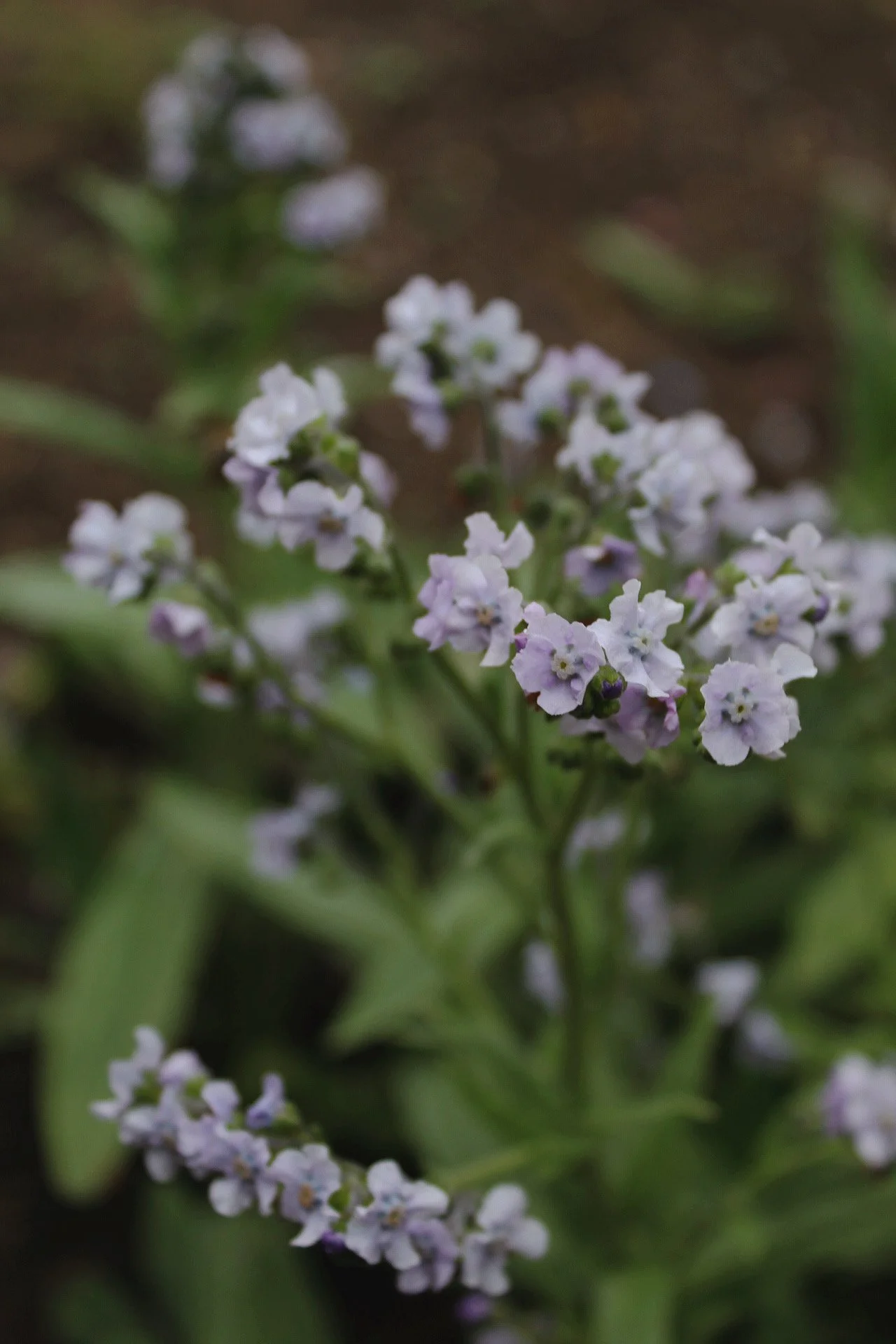 Cynoglossum growing in The Wild Potager
