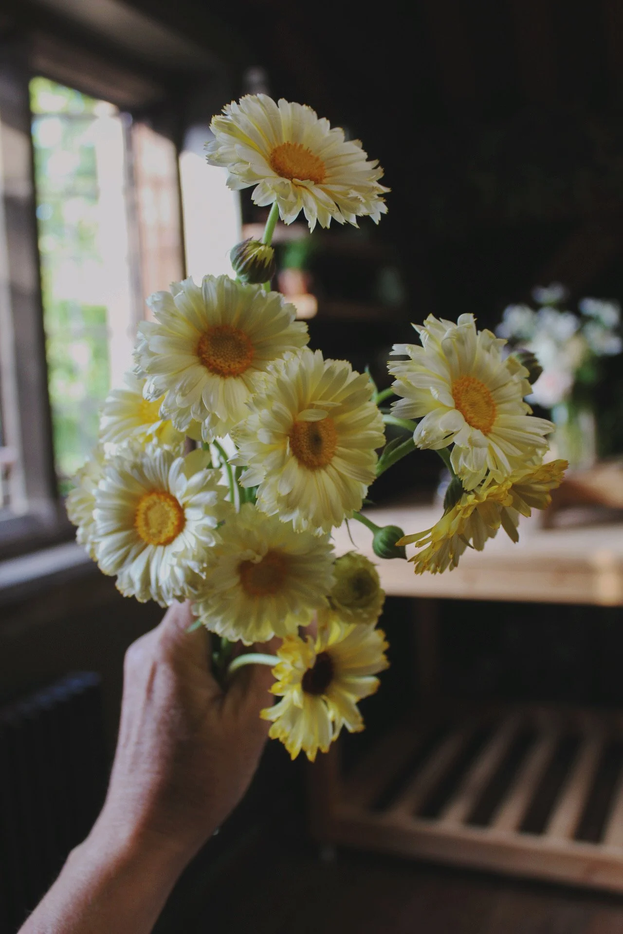 Calendula Snow Princess, a creamy white calendula with soft yellow and mahogany centres, grown and photographed at The Wild Potager Co.