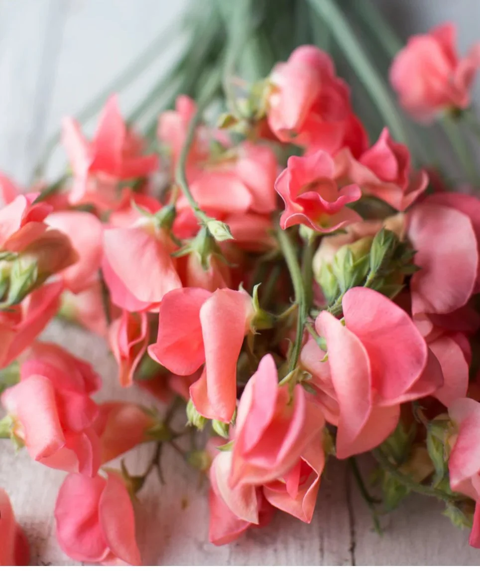 Sweet Pea Maloy