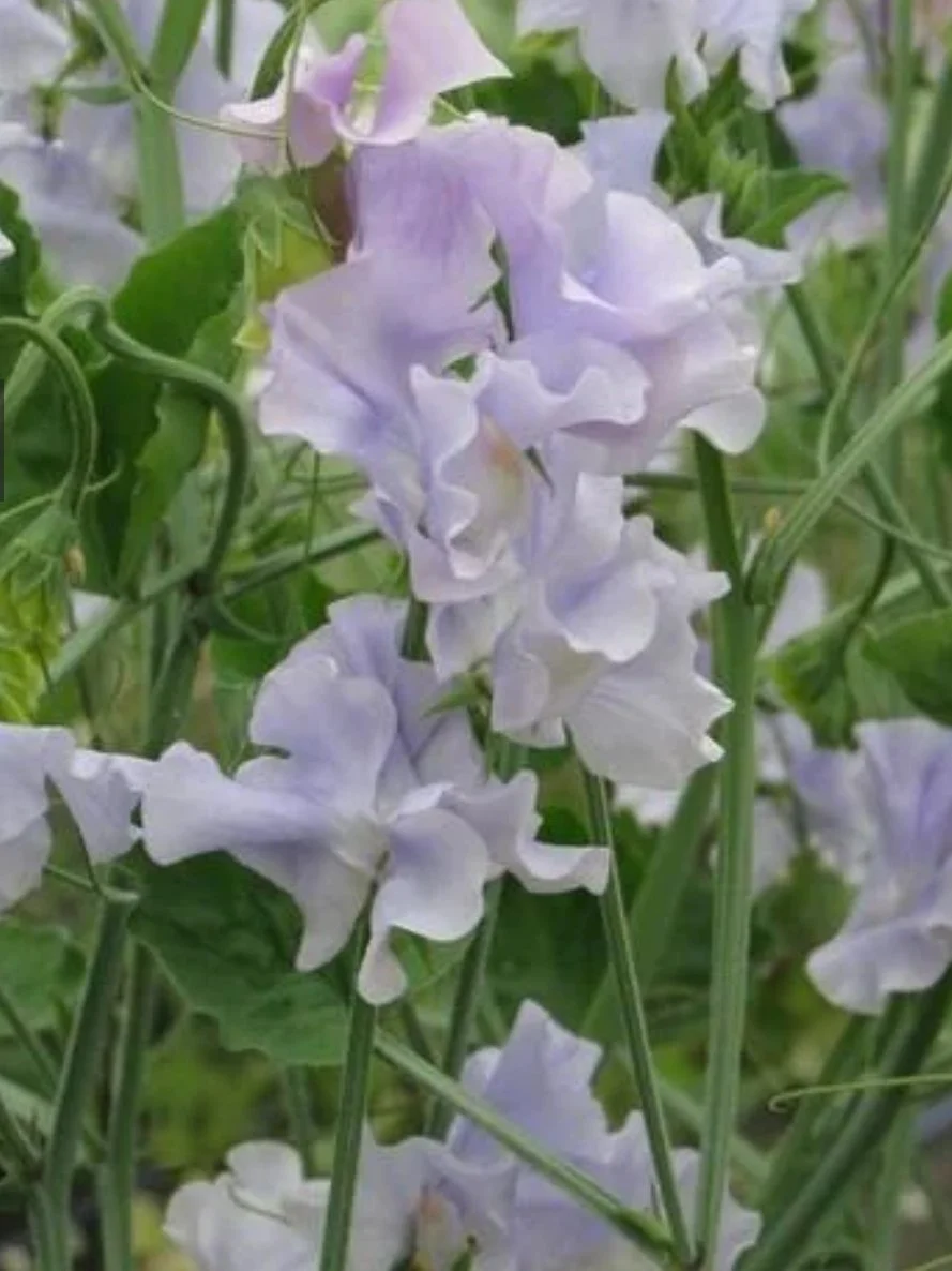Sweet Pea Ballerina Blue