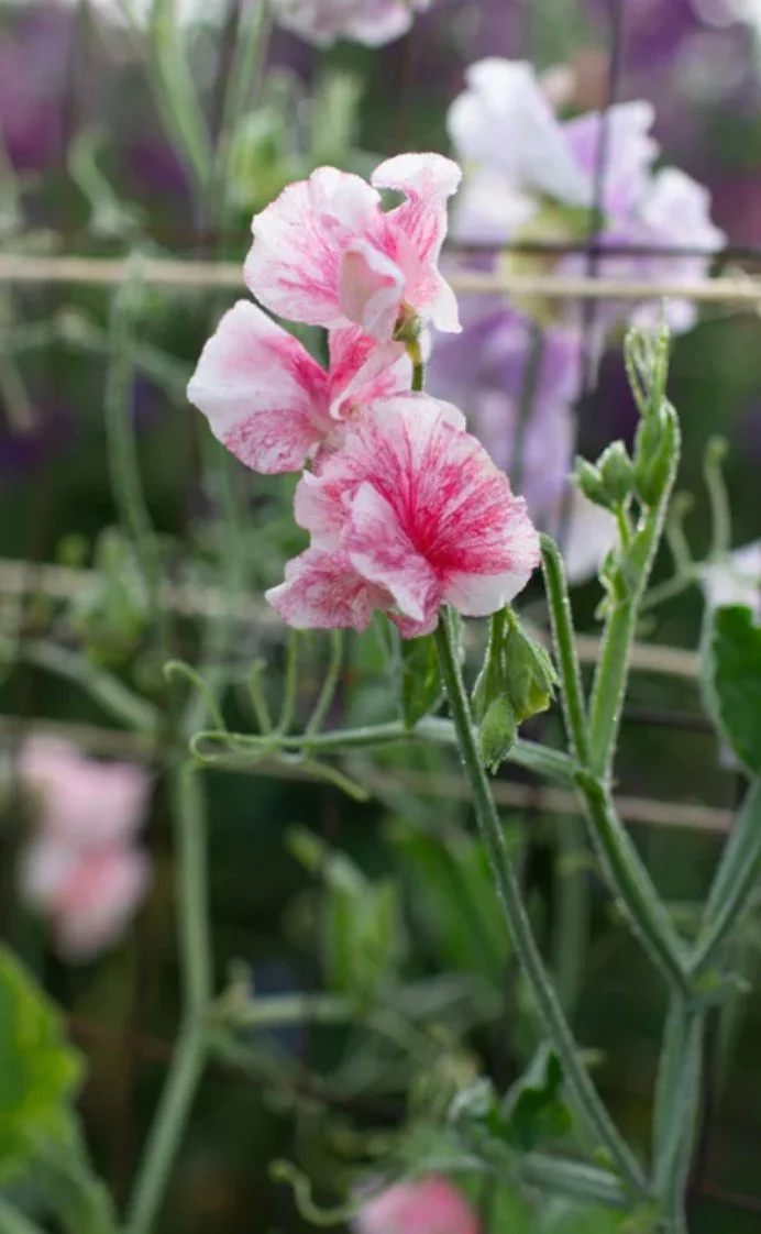 Sweet Pea Raspberry Flake flowers in varying shades of pink, cream and raspberry, showing the distinctive streaked colouring of the blooms, The Wild Potager Co.