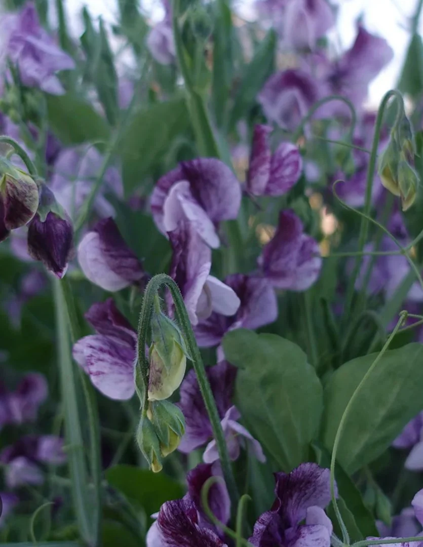 Sweet Pea Senator sweet peas growing on the plant, showing clusters of richly coloured maroon and purple flowers with cream markings, The Wild Potager Co.
