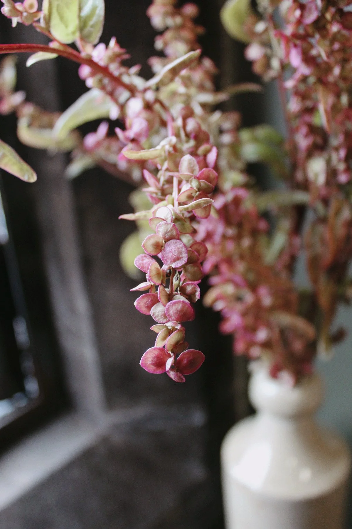 Orach Red Plume