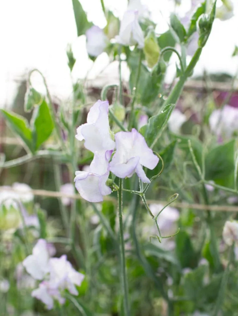 Pale blue and white Sweet Pea Albutt Blue flowers growing among green foliage in the garden, The Wild Potager Co.