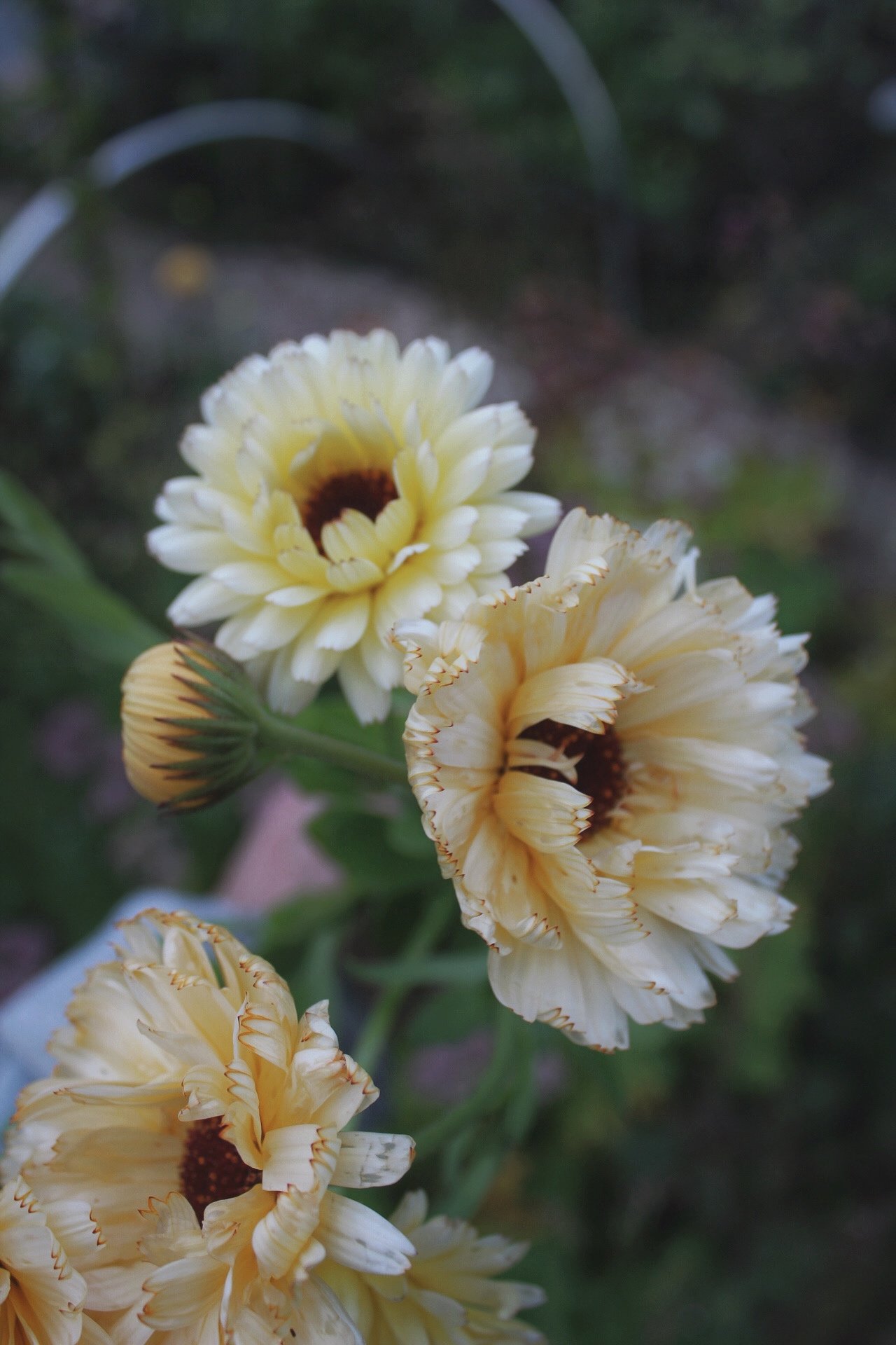 IMG_7718.jpeg