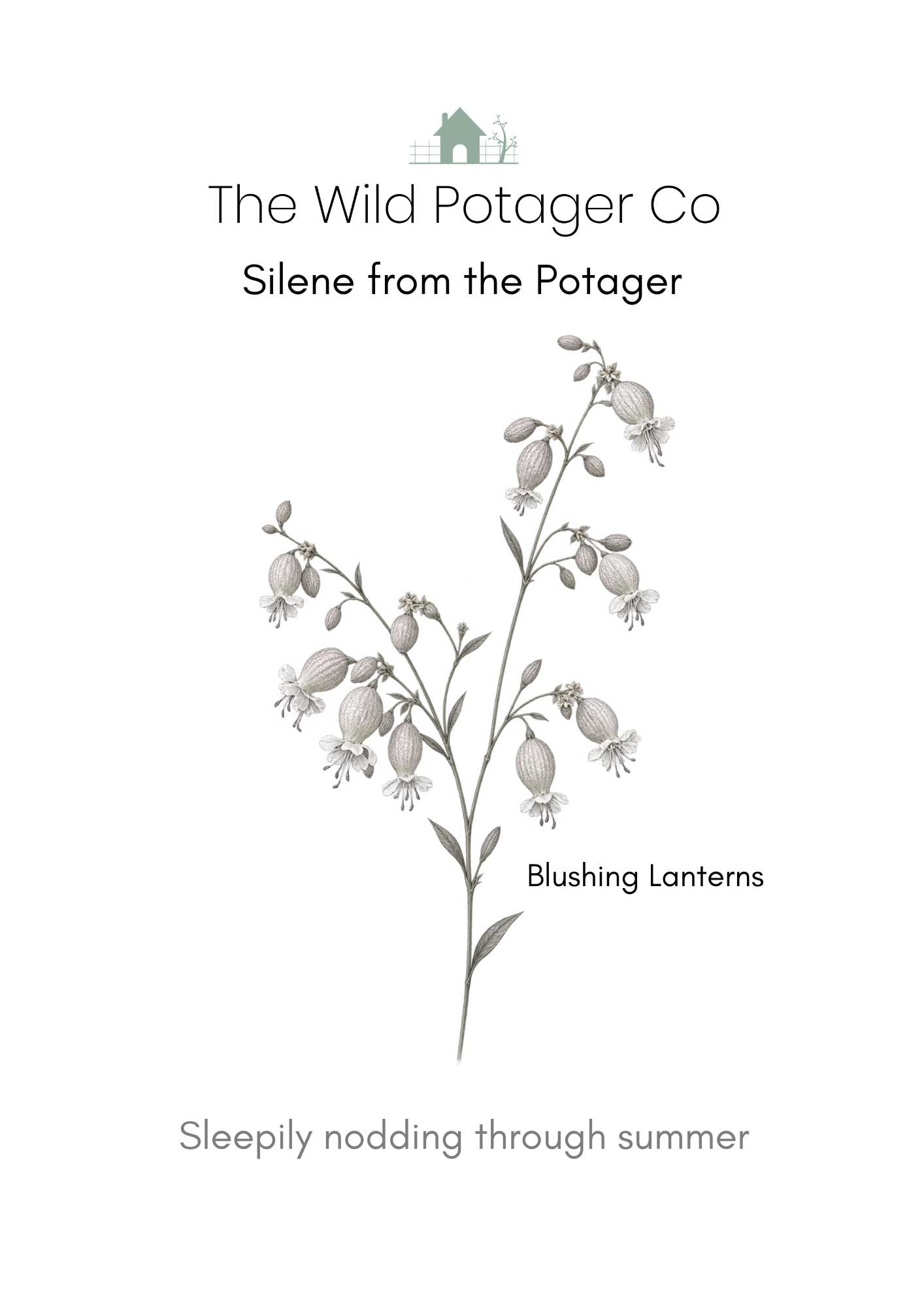 Silene from The Potager
