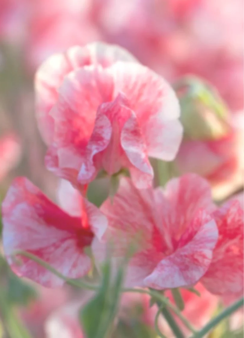 Sweet Pea Geoff Hughes