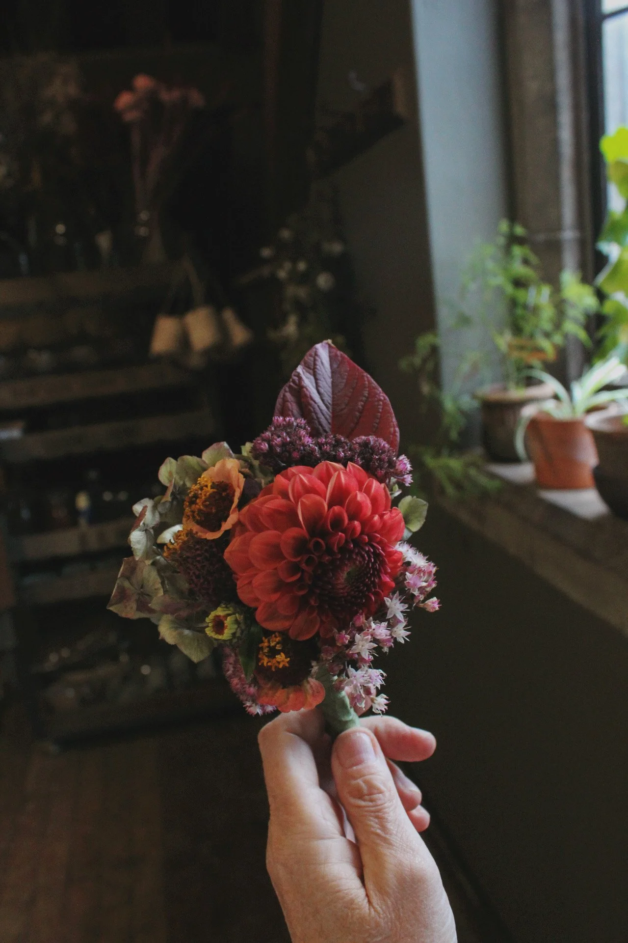 A hand holding a wedding buttonhole of colourful flowers with a rich dark dahlia, purple leaves, and white flowers, and pink blossoms, near a window with potted pelargoniums in the background.