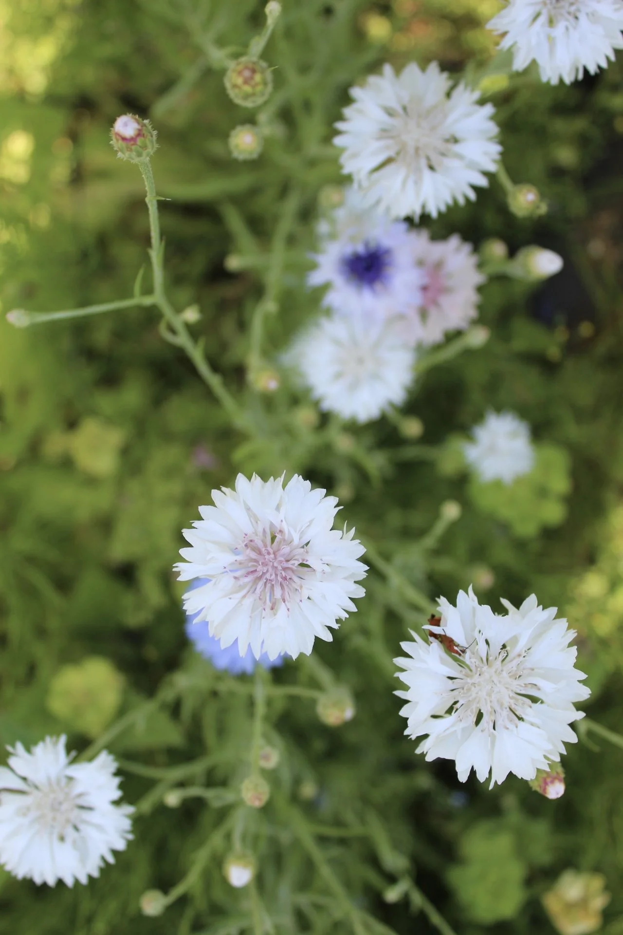 White Cornflower Snowman flowers growing among blue cornflowers and green foliage.