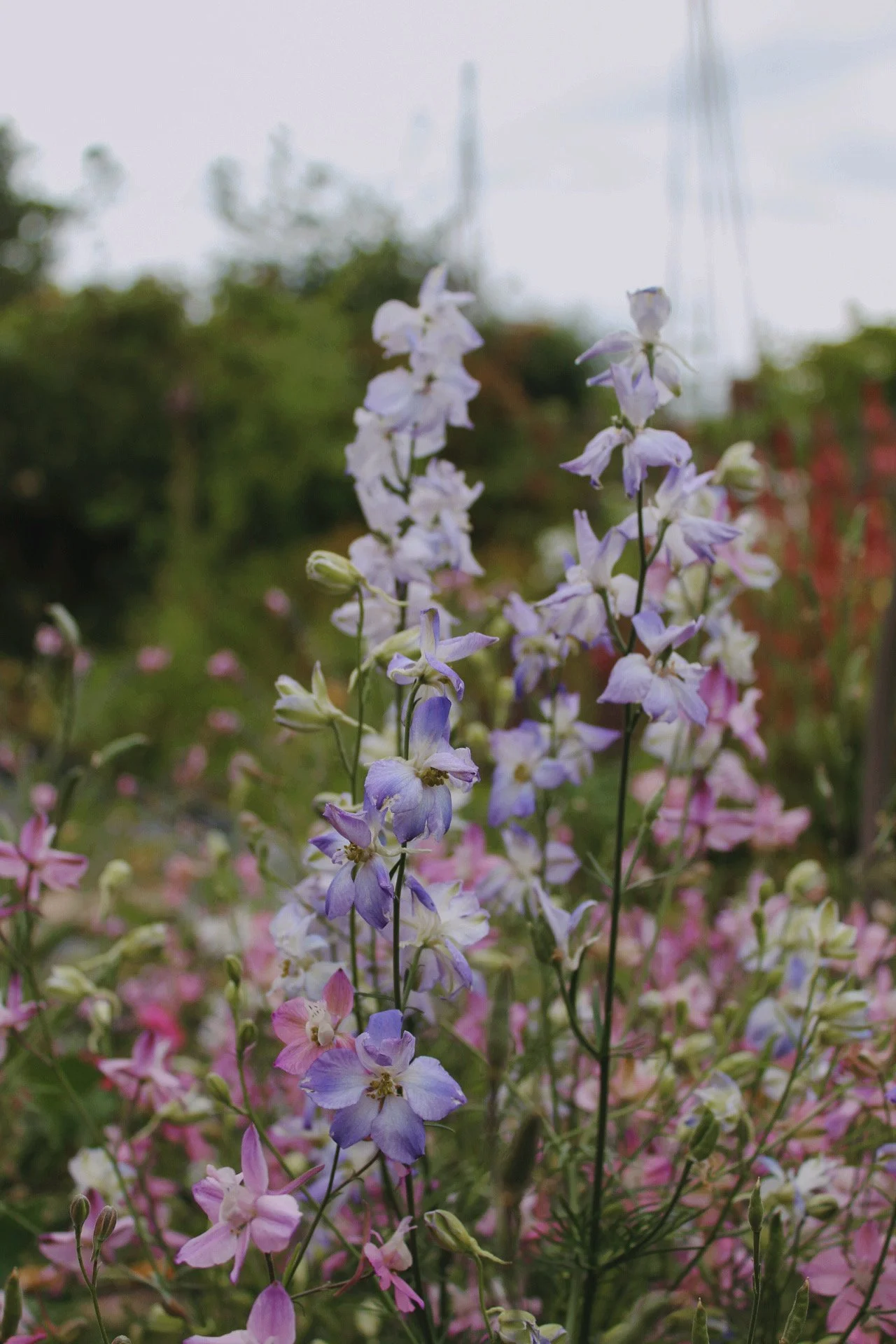 Larkspur-Frosted-Skies-Garden-Flowers-The-Wild-Potager-Co.jpeg