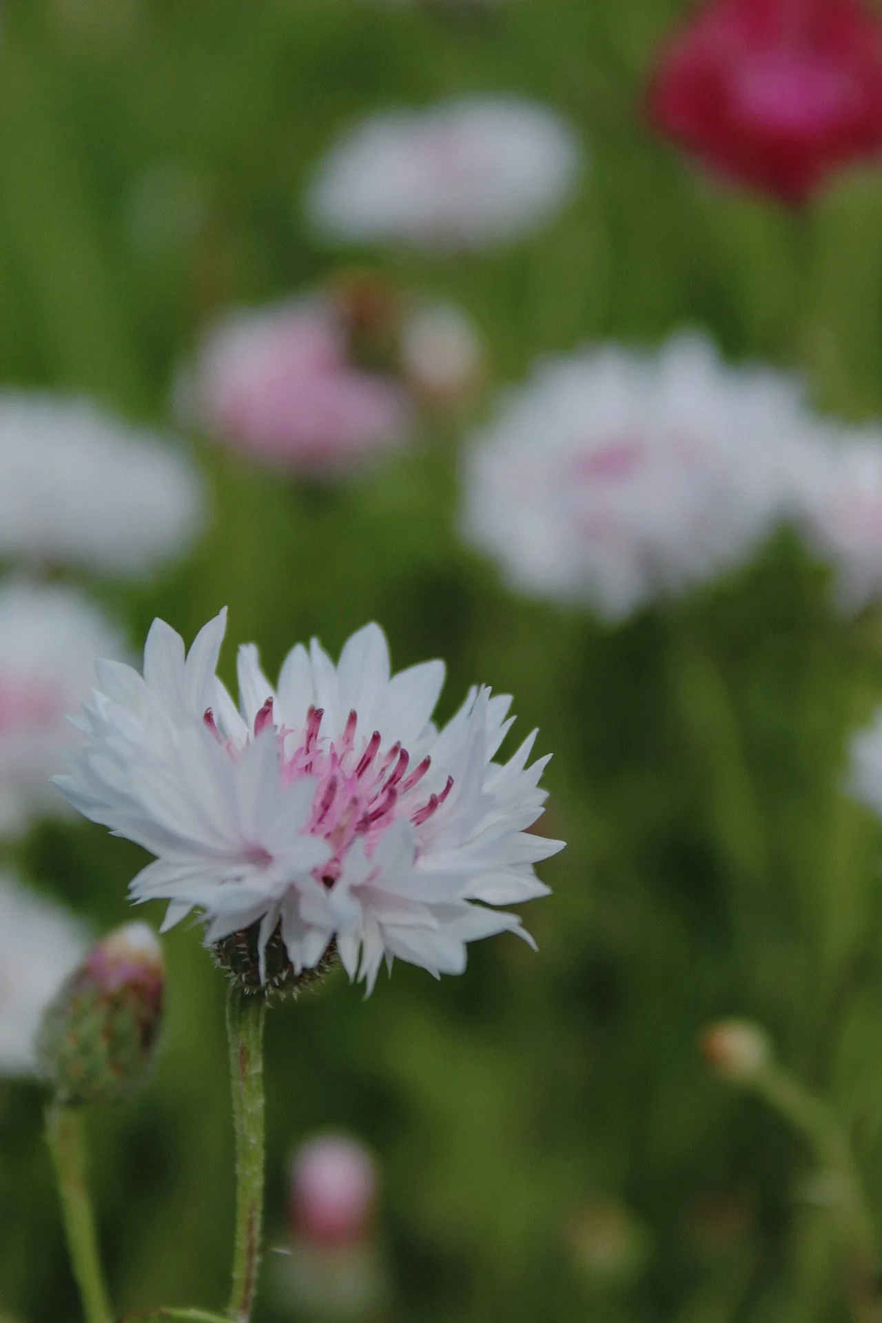Pink and white Cornflower Classic Romantic flowers growing in the garden.