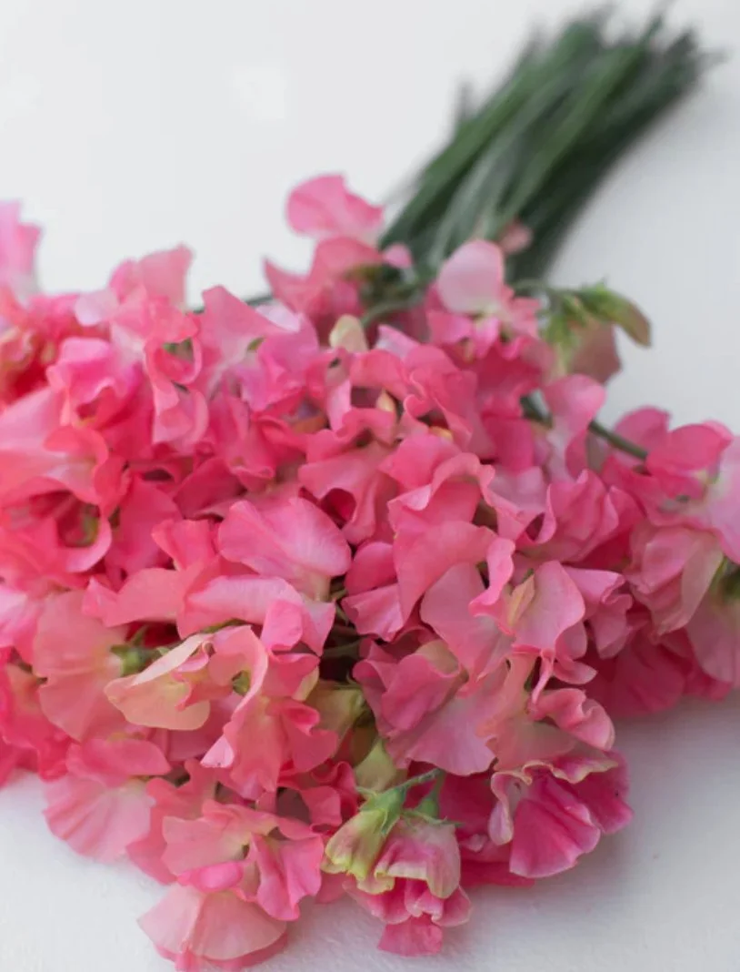 Sweet Pea Valerie Harrod flowers in vibrant coral pink with softly fading white centres and ruffled petals, The Wild Potager Co.