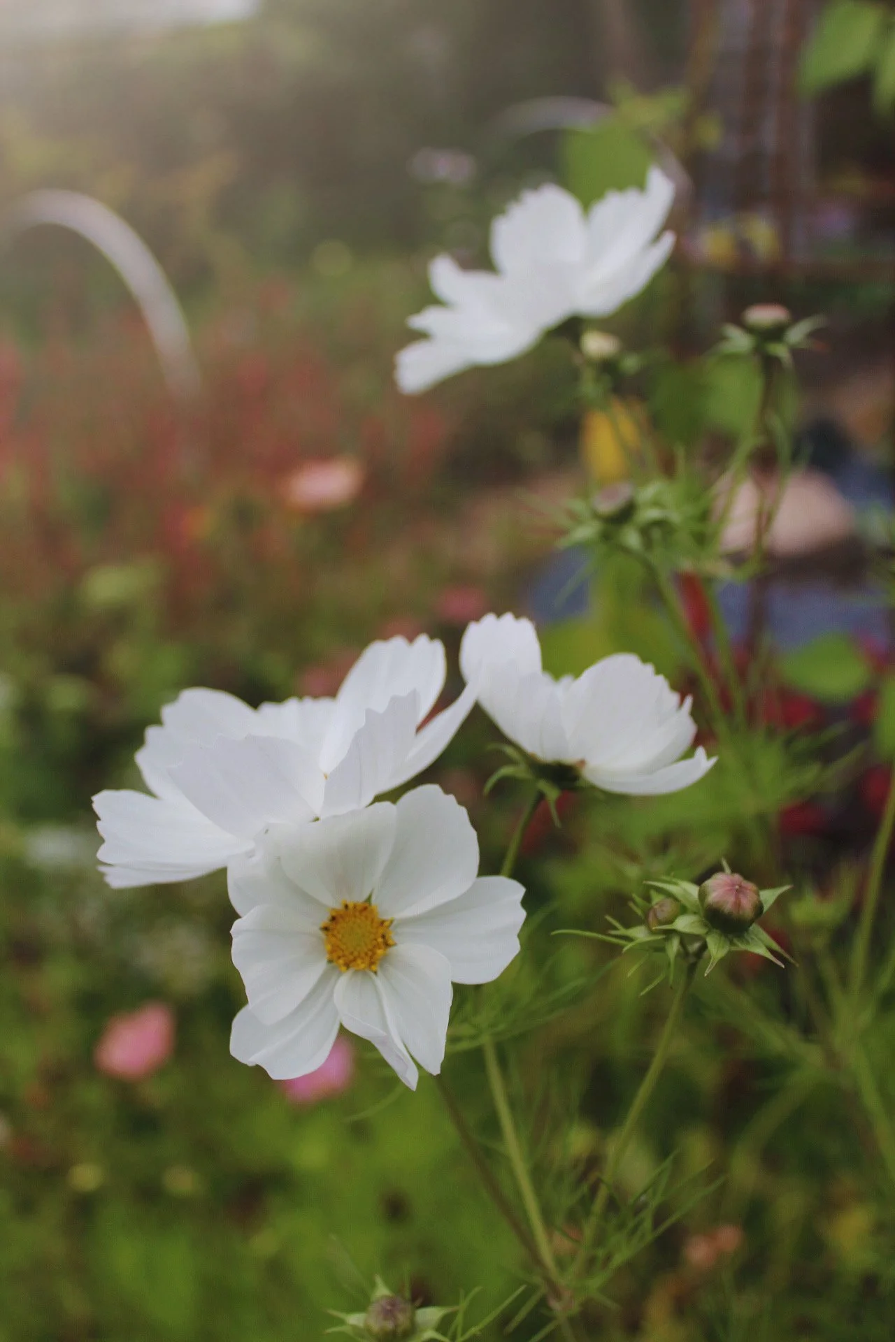 Cosmos Purity, white cosmos flowers growing among the late-season planting at The Wild Potager Co., photographed in the garden with soft-focus foliage and flowers behind.