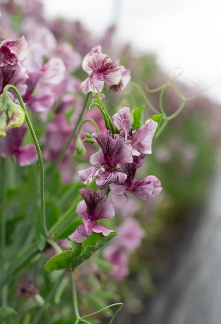 Sweet Pea Suzy Z