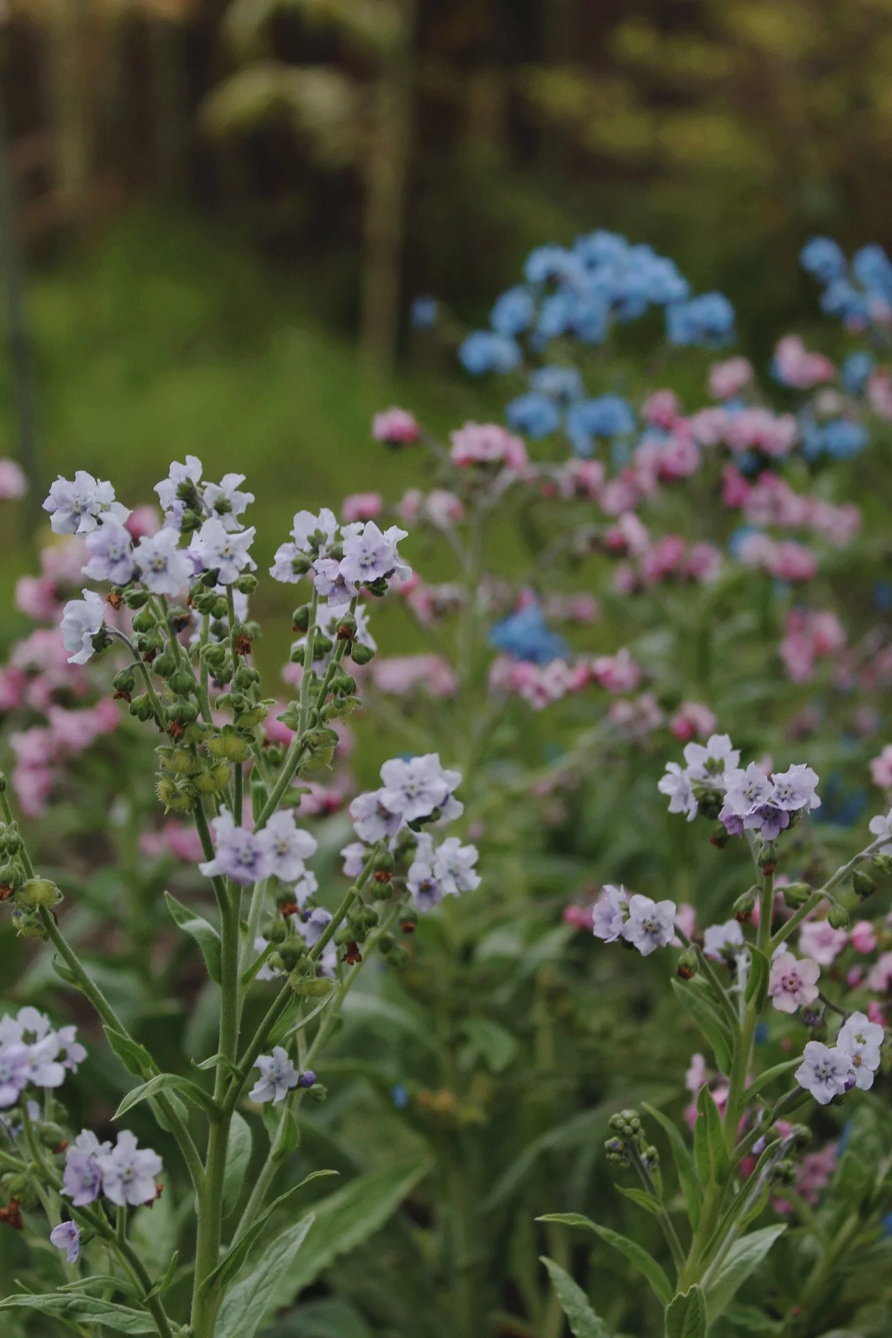 Pale blue and pink Cynoglossum flowers growing in the potager, with delicate blooms set amongst green foliage.