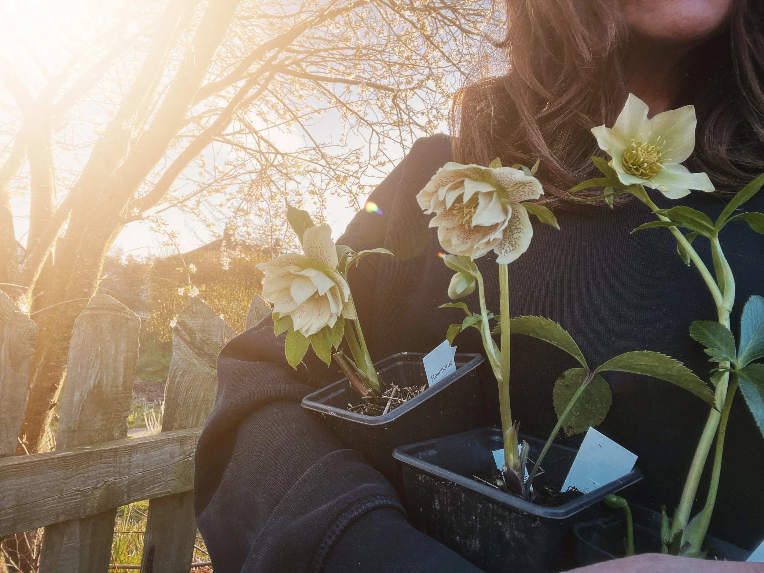 Hellebores flowering through winter in the garden, with white blooms growing in pots and held amongst the winter garden