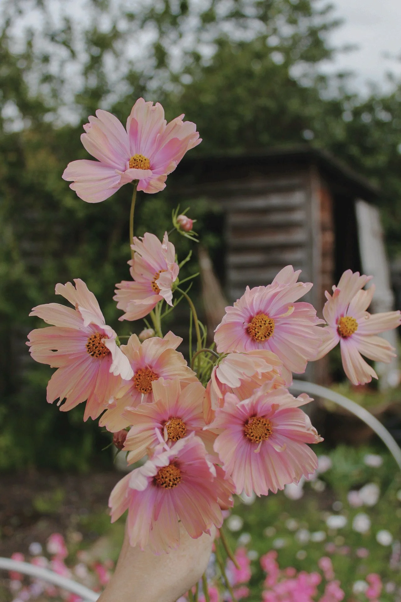 Soft apricot and blush pink Cosmos Apricotta flowers arranged in a natural bouquet.