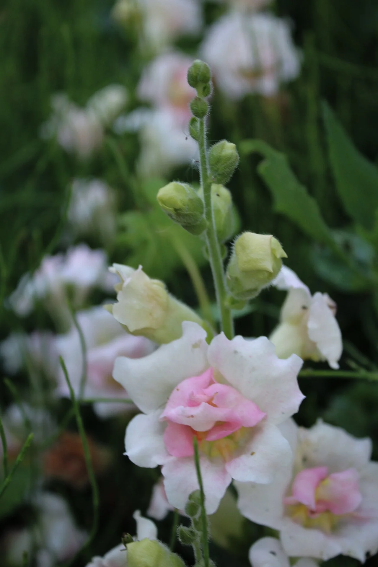 Close-up of white Snapdragon Appleblossom flowers flushed with pink