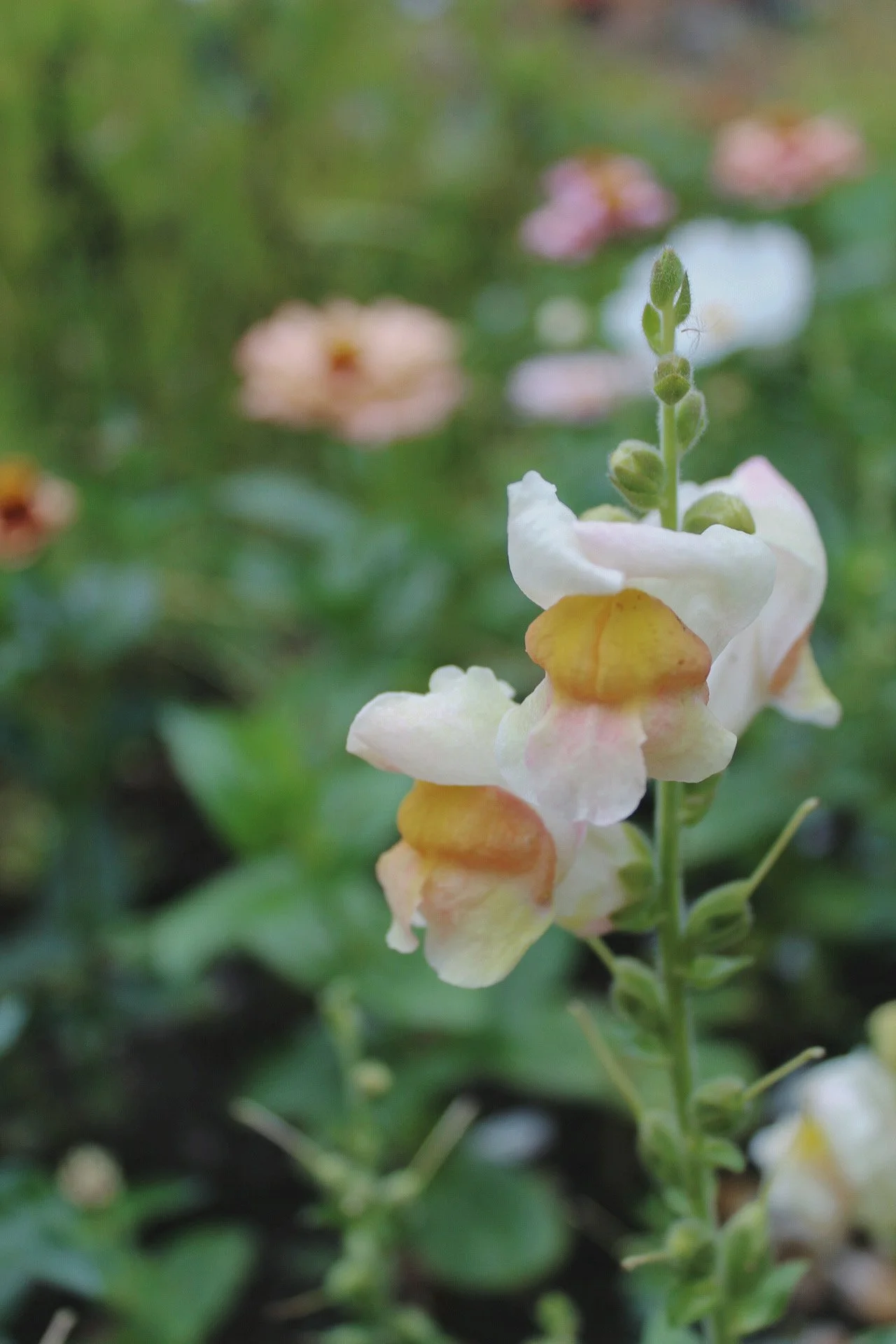 Snapdragon Costa Silver flowering in soft cream and blush pink, with warm butter throats and peachy tones, photographed growing among green foliage at The Wild Potager Co.